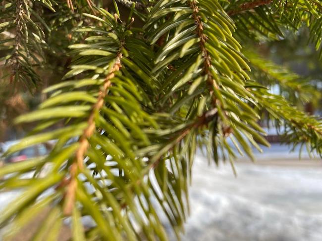 Albero di pino su una spiaggia