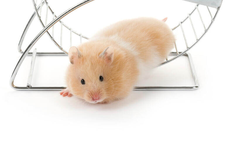 hamter