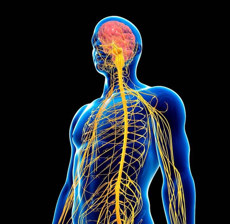 sistema nervoso